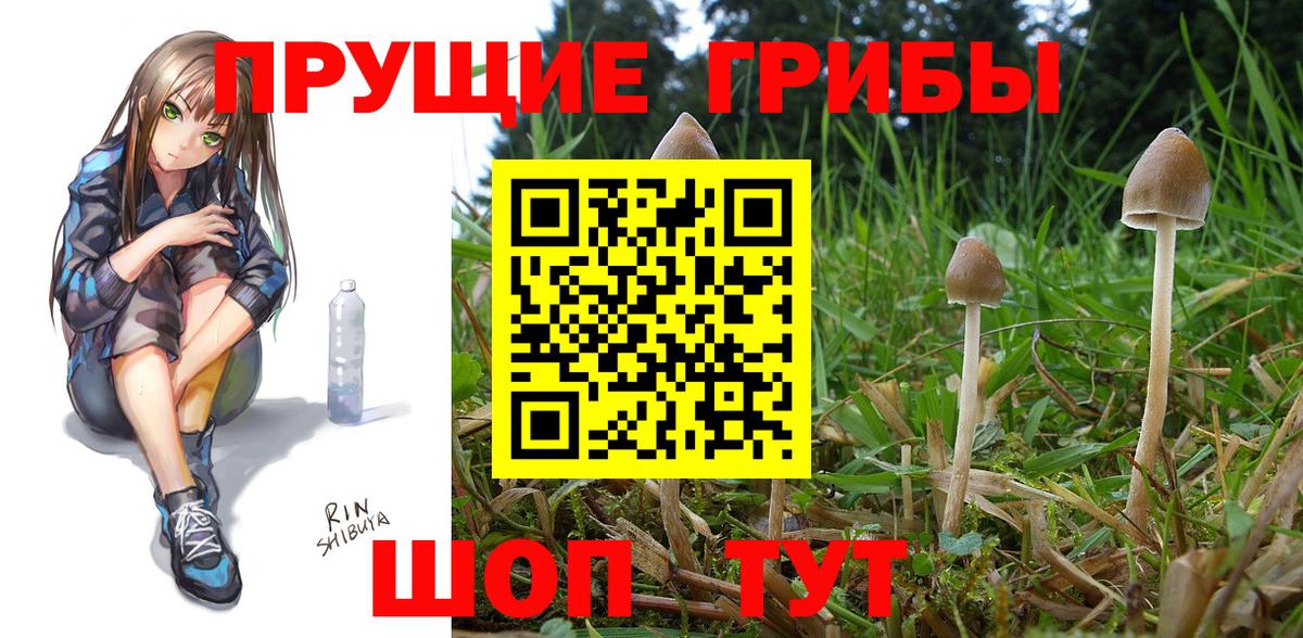 где найти наркотики  Галлюциногенные грибы GOLDEN TEACHER  Вход с VPN  Псилоцибиновые грибы мицелий  Гатчина 